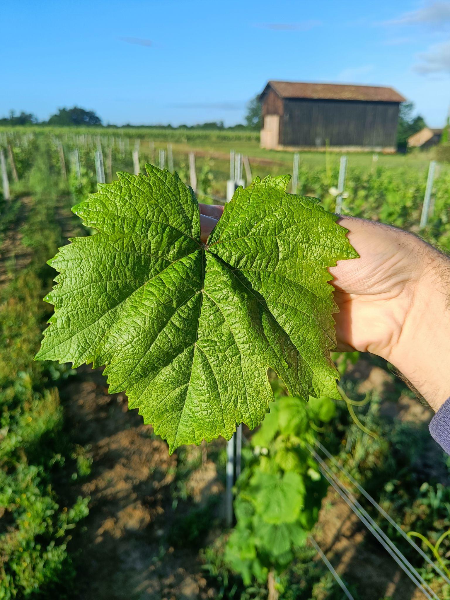 Feuille du cépage Mérille