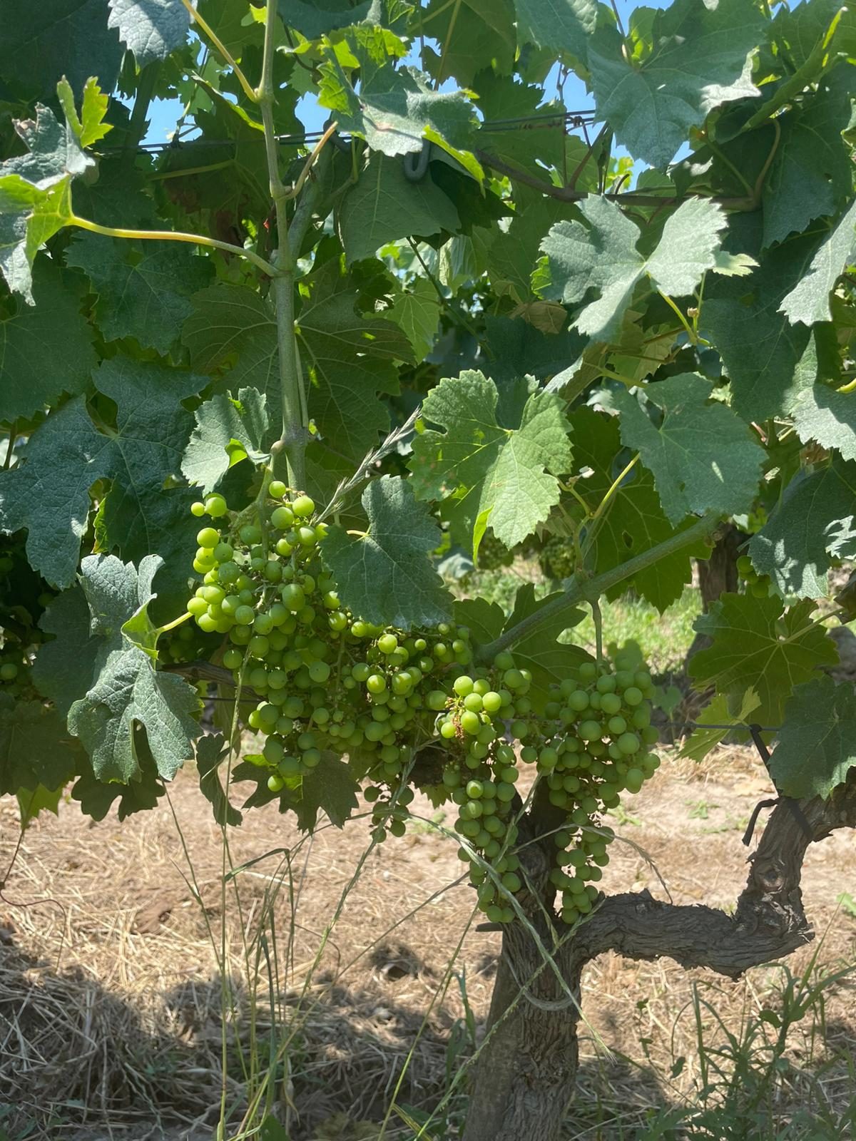 Vignes sous 40°C