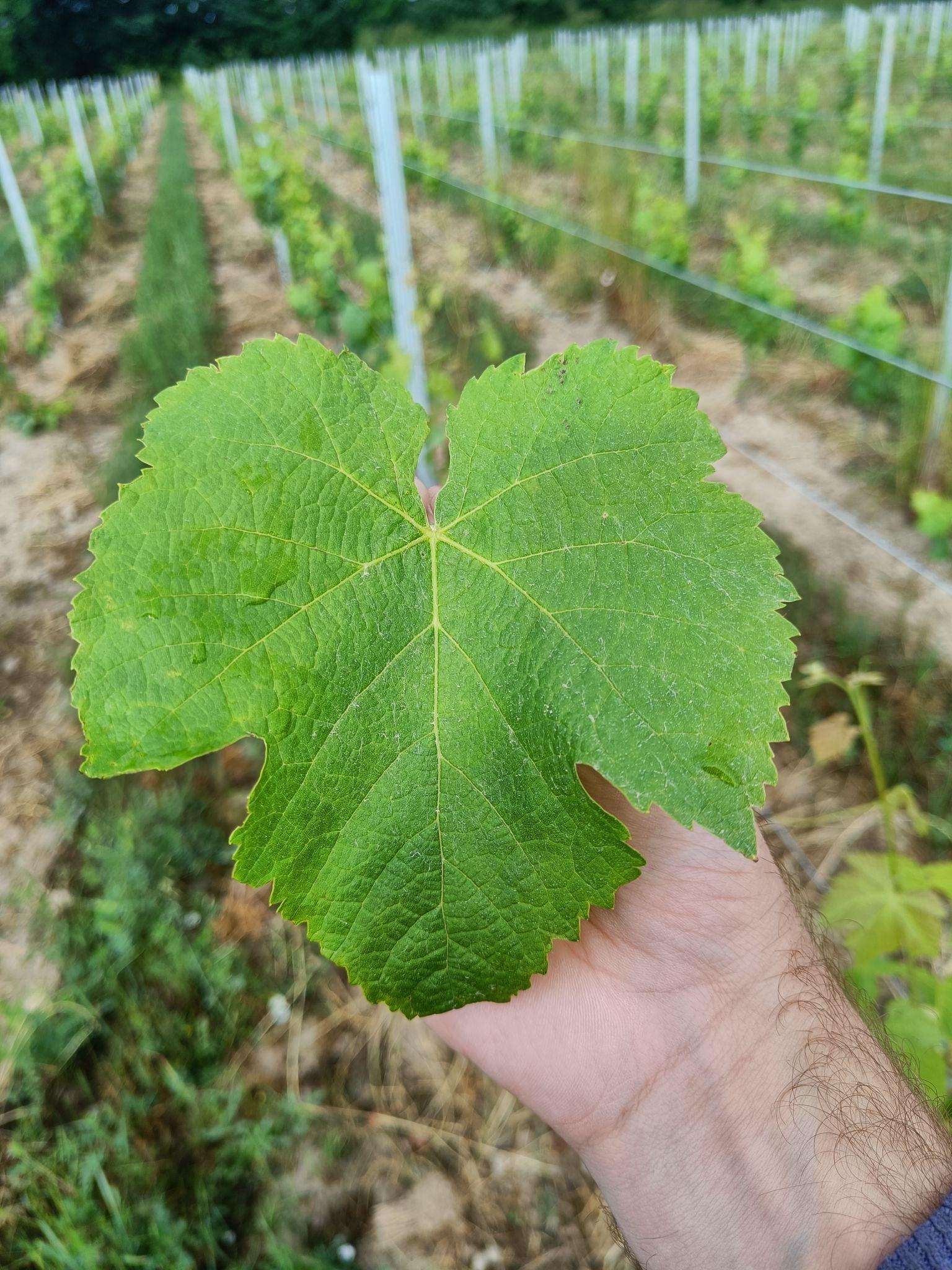 Feuille du cépage Gros Cabernet
