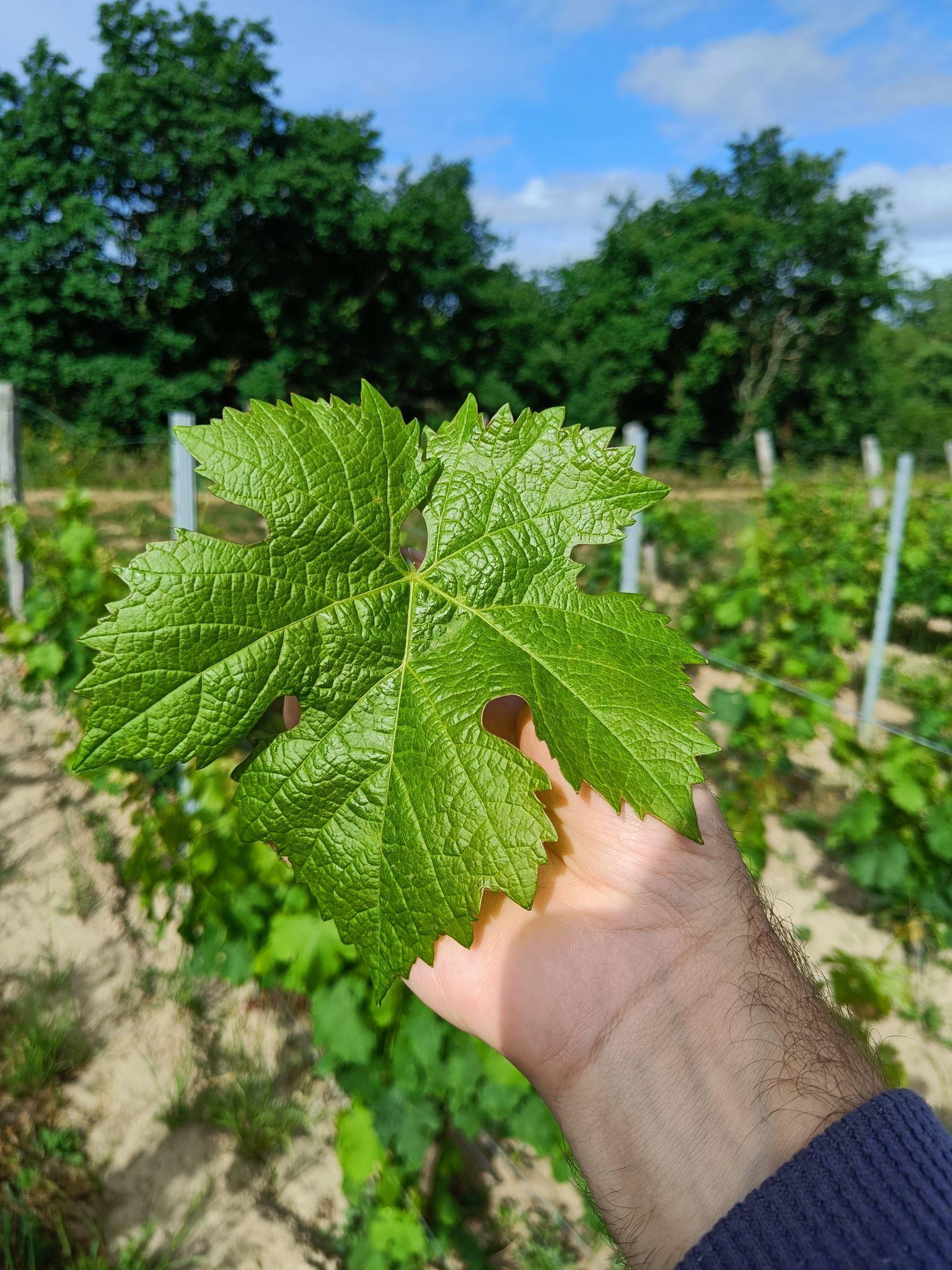 Feuille du cépage Carménère