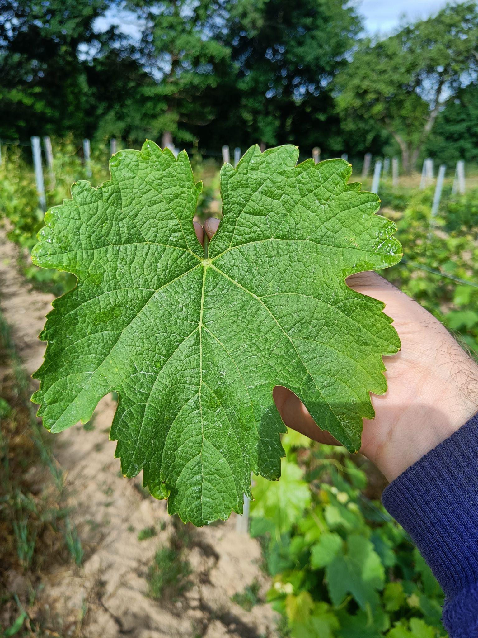 Feuille du cépage Castets