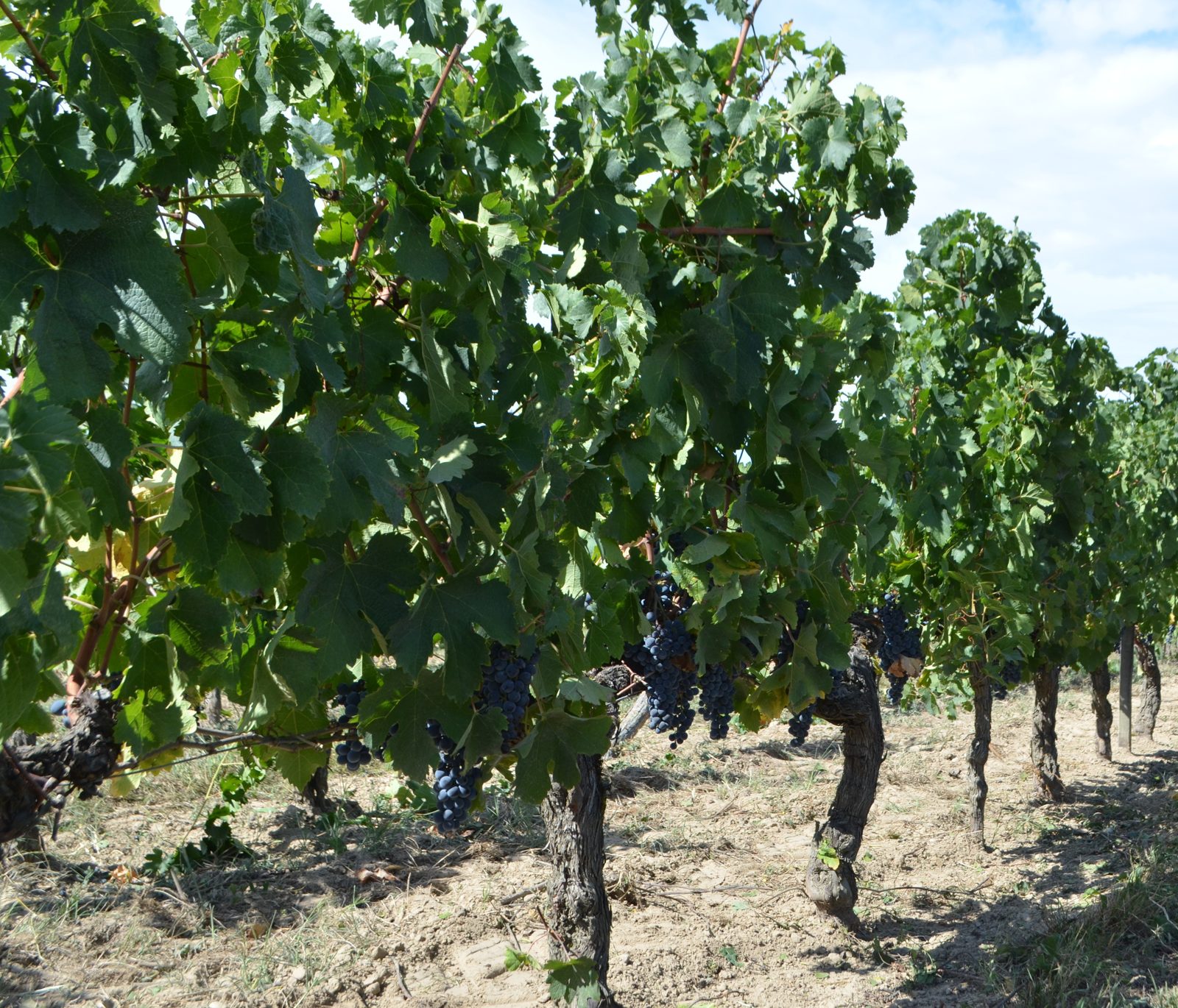 Le vignoble