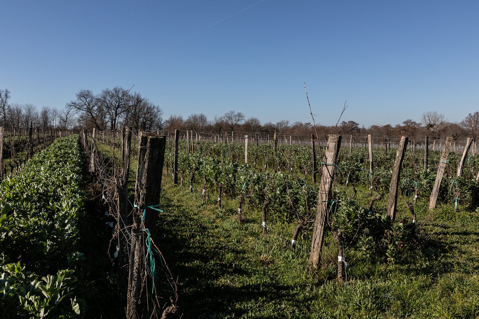 Le vignoble © antoninbonnet.com (3)