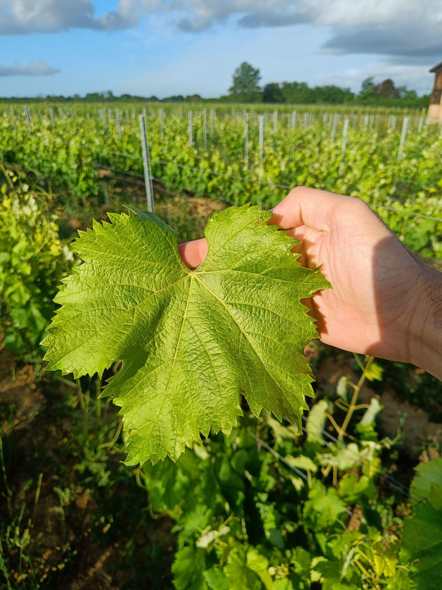 Feuille du cépage Saint-Macaire