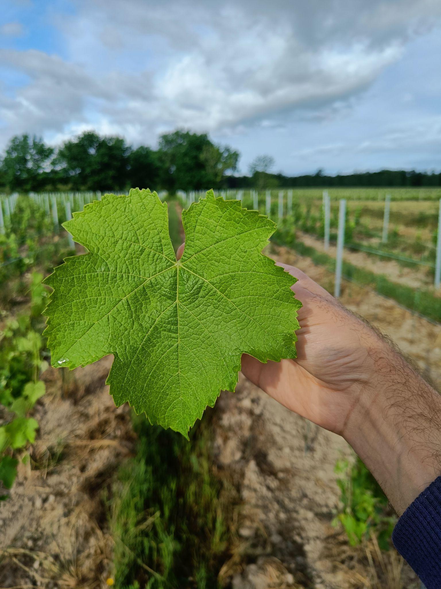 Feuille du cépage Fer Servadou