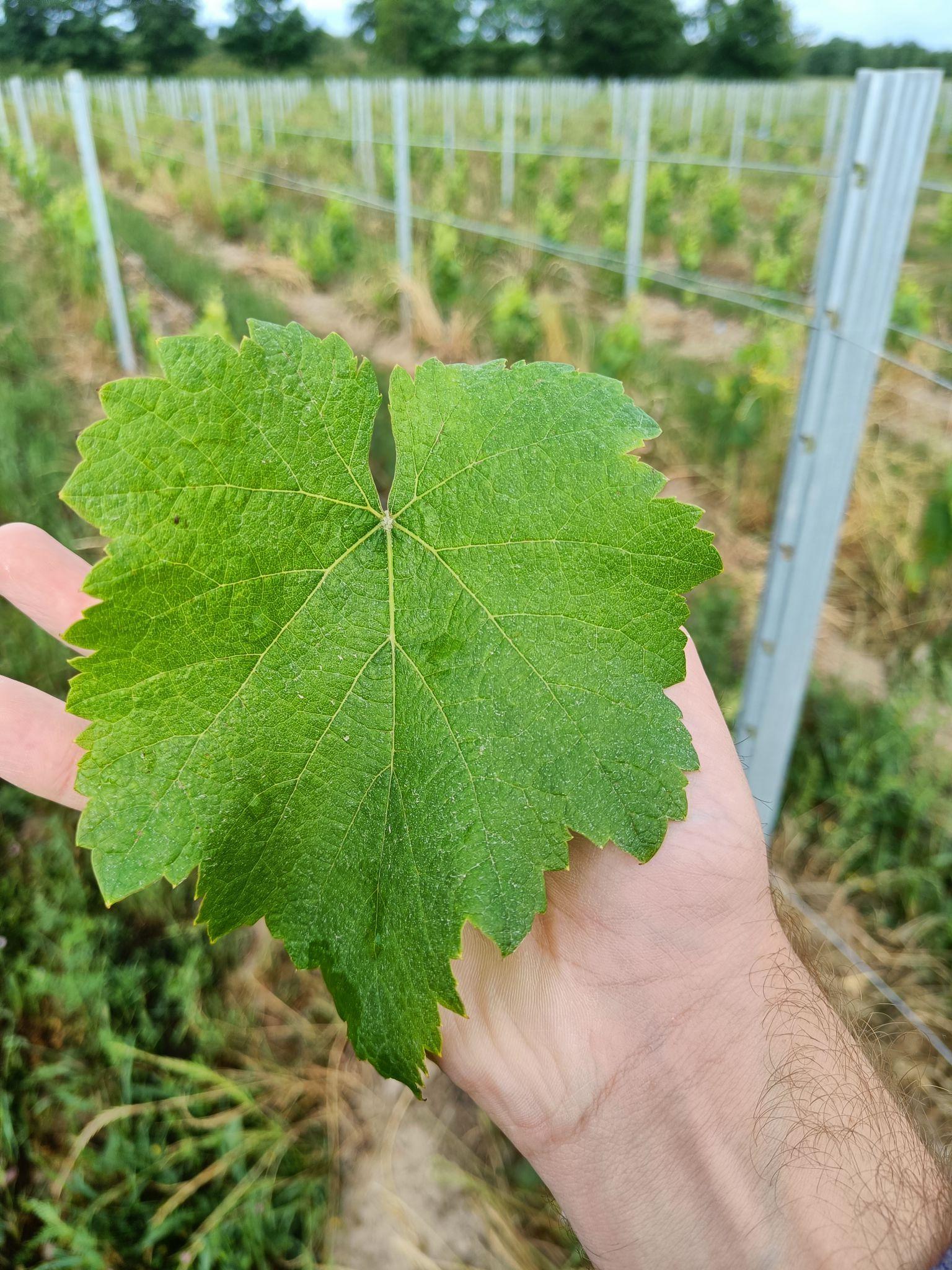 Feuille du cépage Petit Péjac