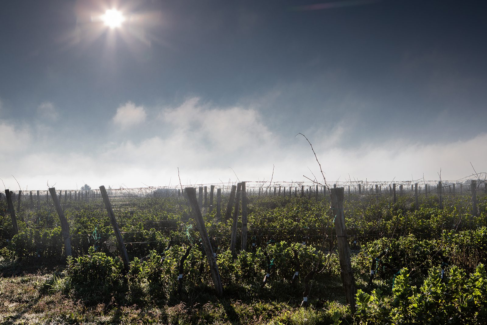 Le vignoble © antoninbonnet.com