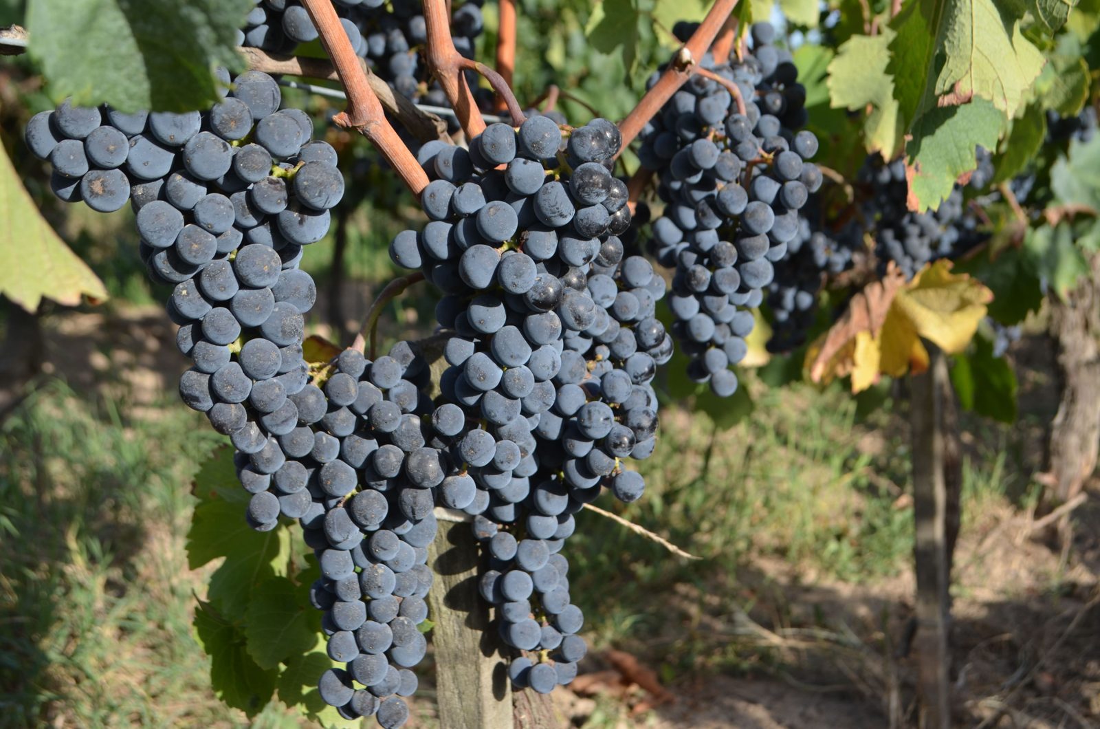 Merlot