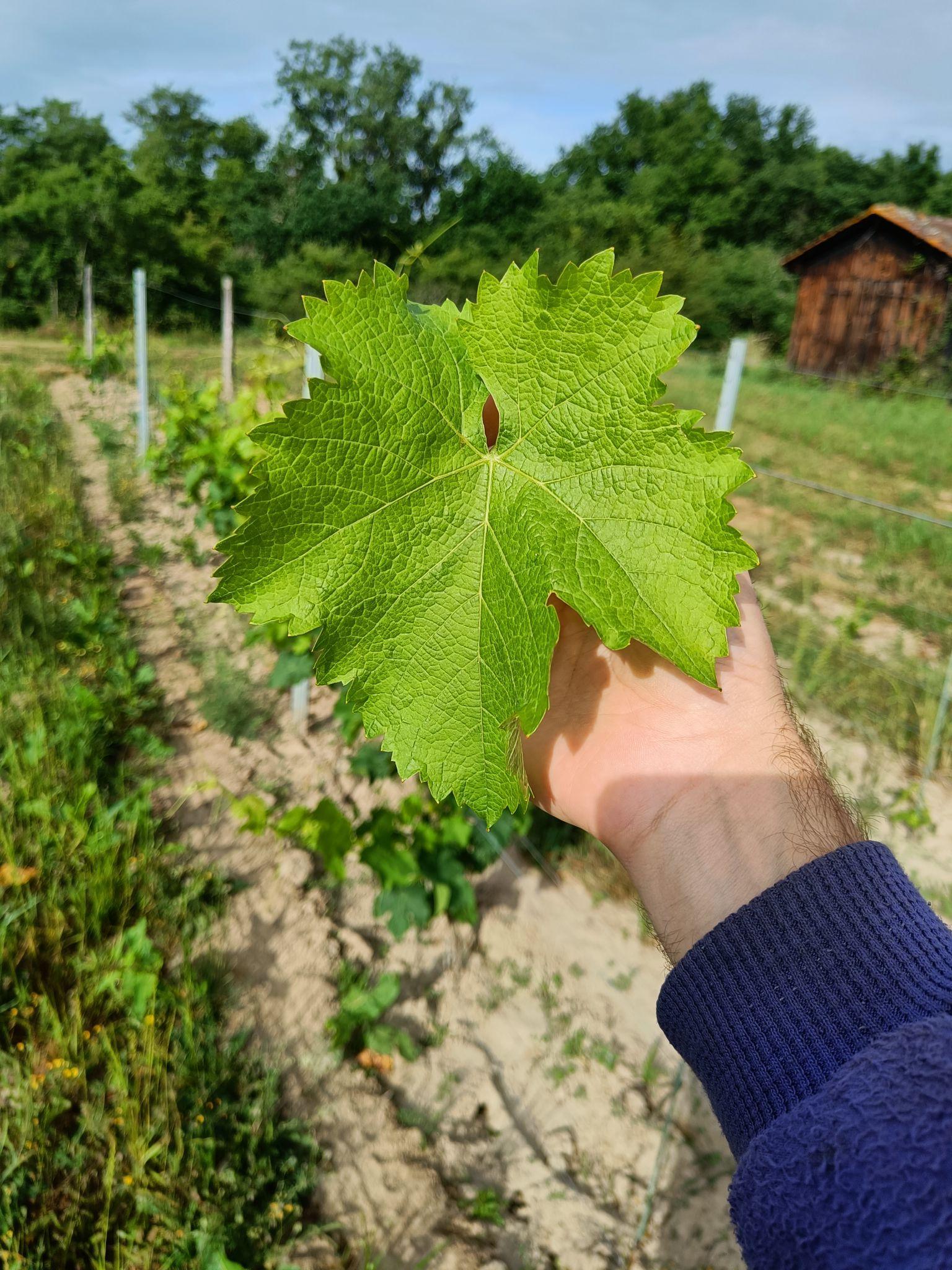 Feuille du cépage Sauvignonasse
