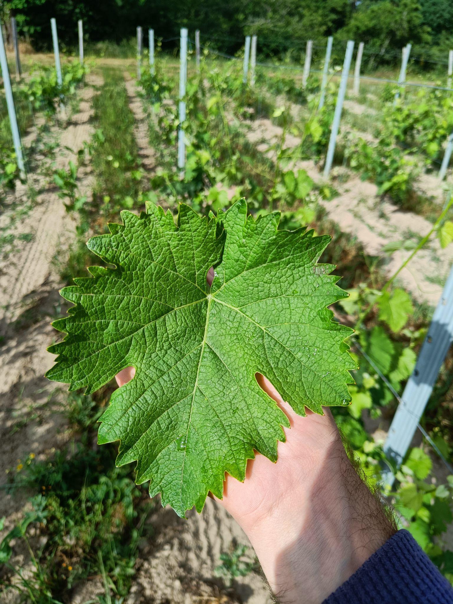 Feuille du cépage Blanc Auba