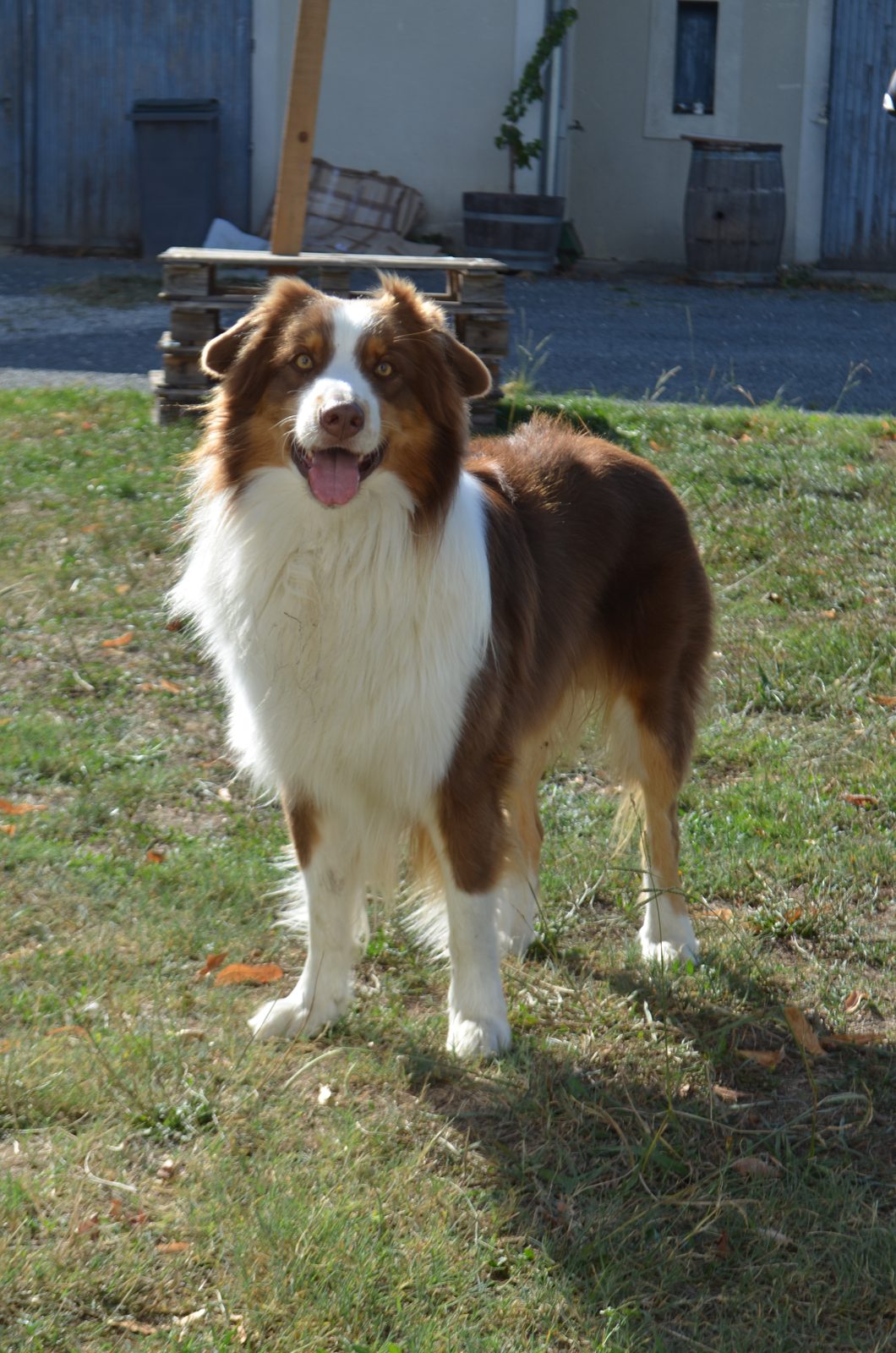 Pablo, la mascotte