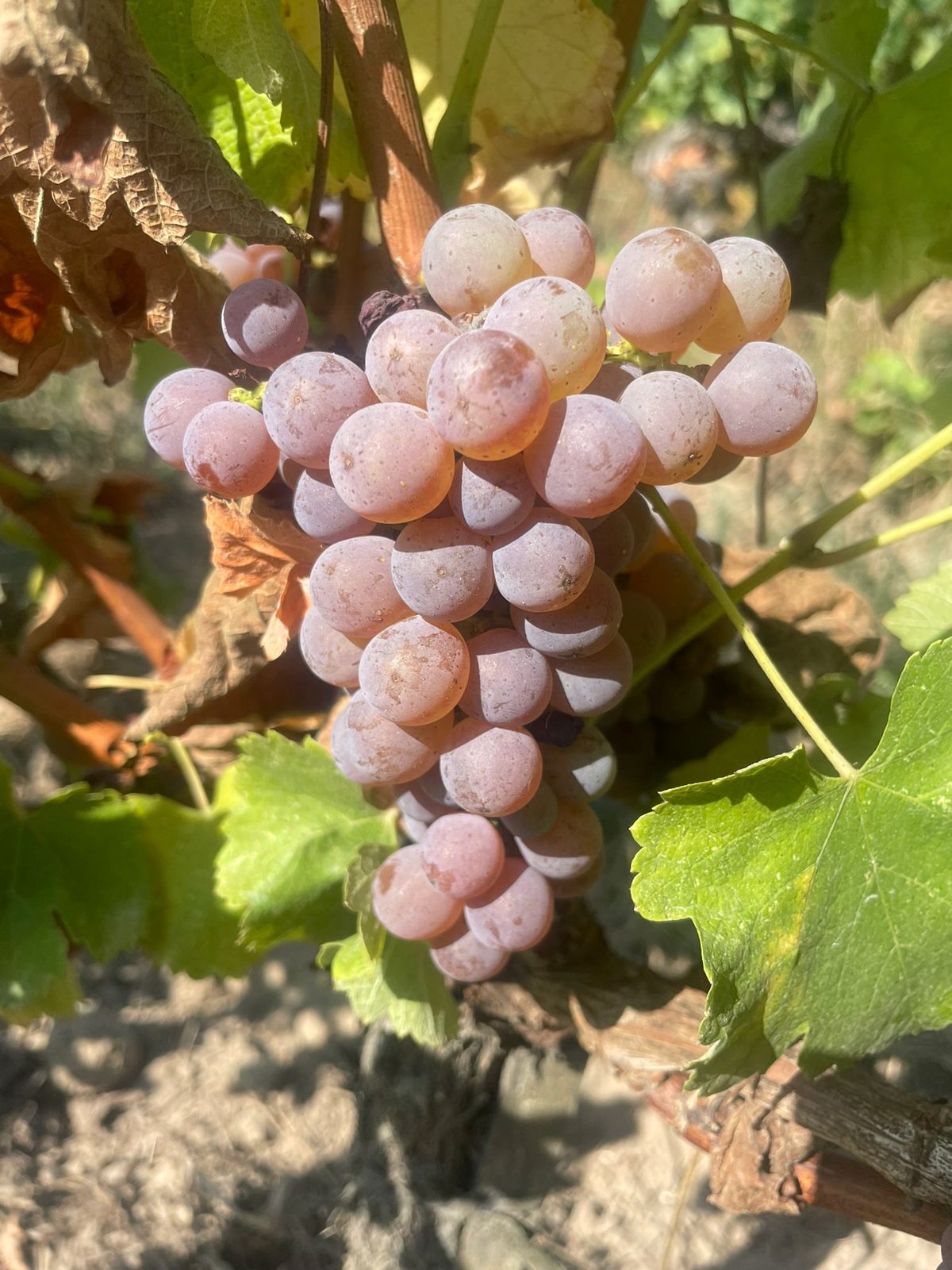 Sauvignon gris