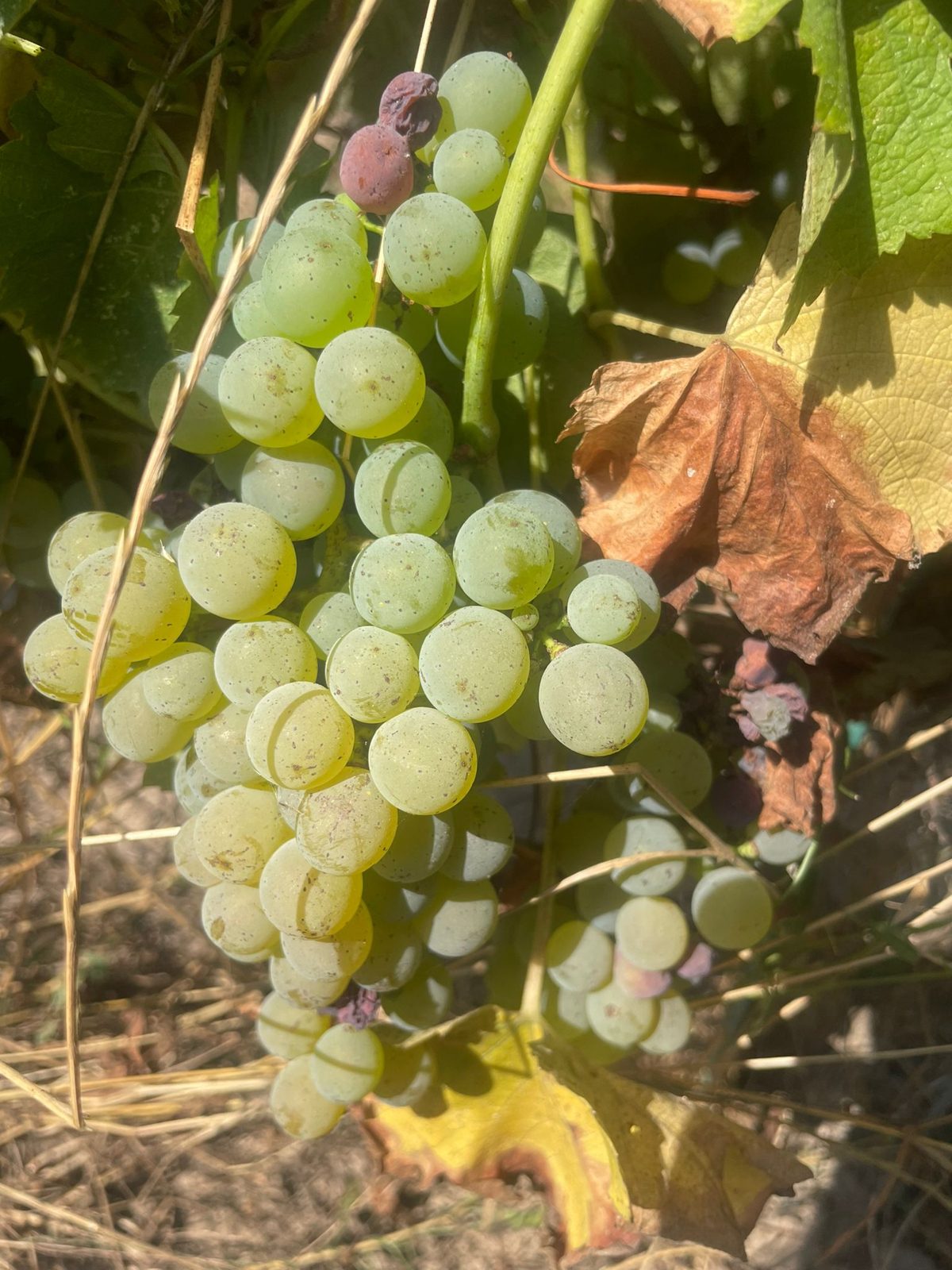 Sauvignon blanc