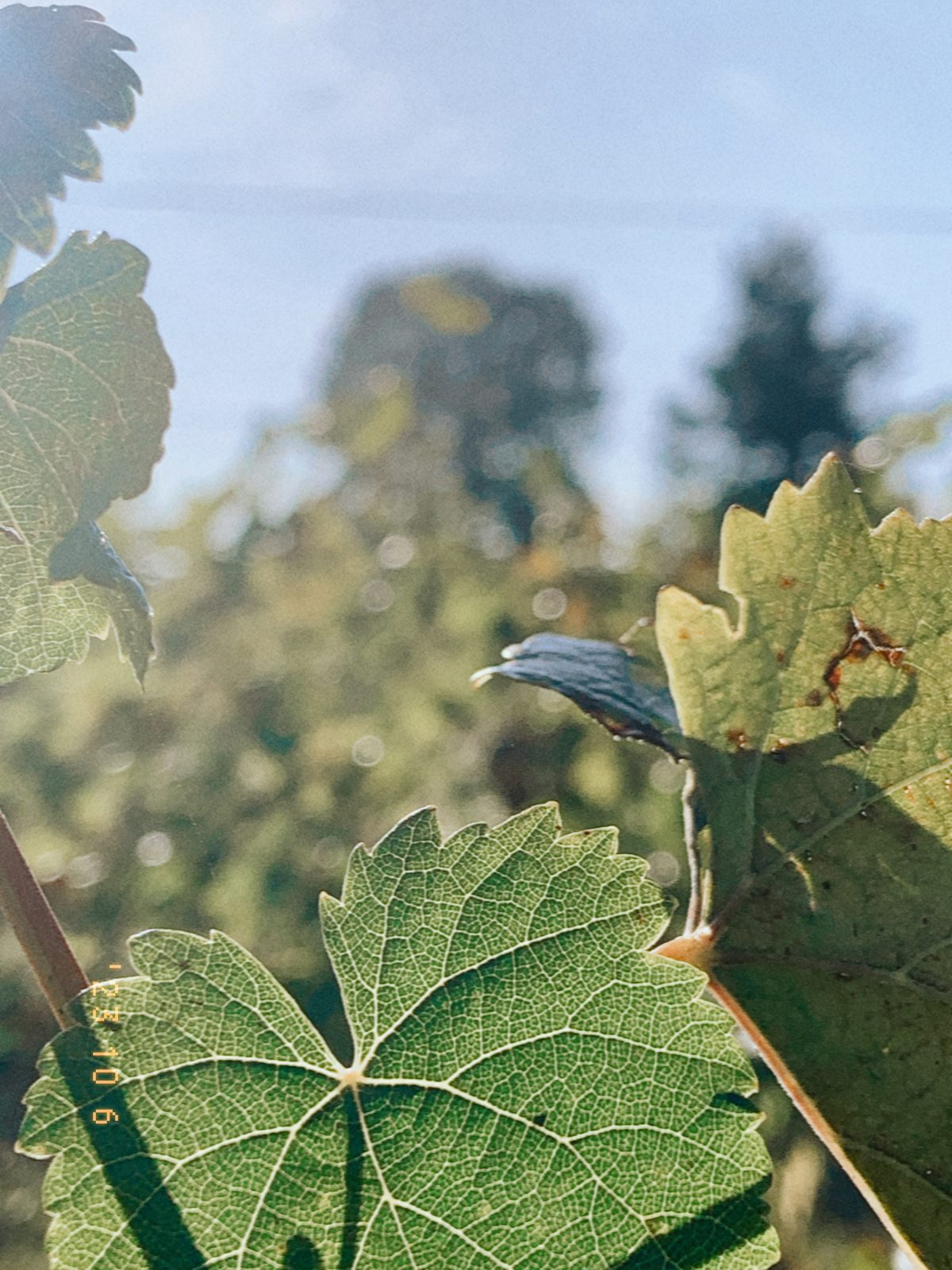 La vigne