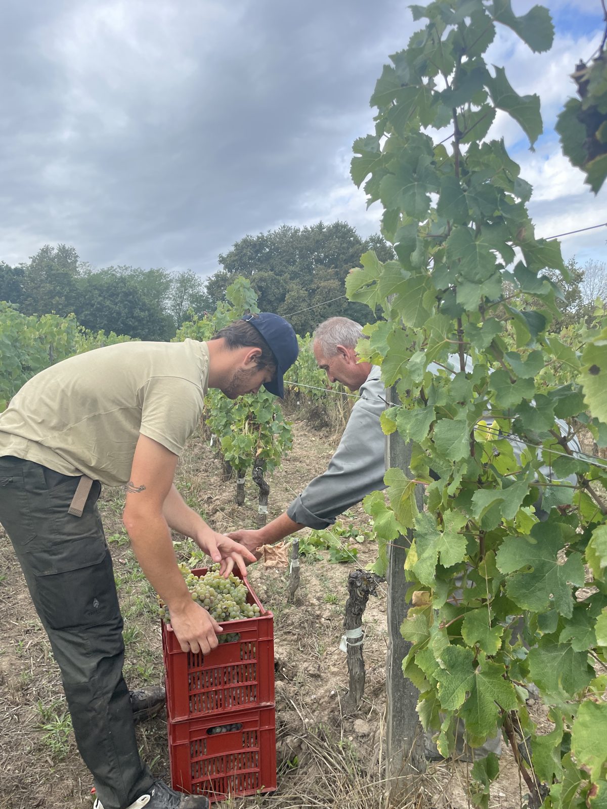 Dans les vignes