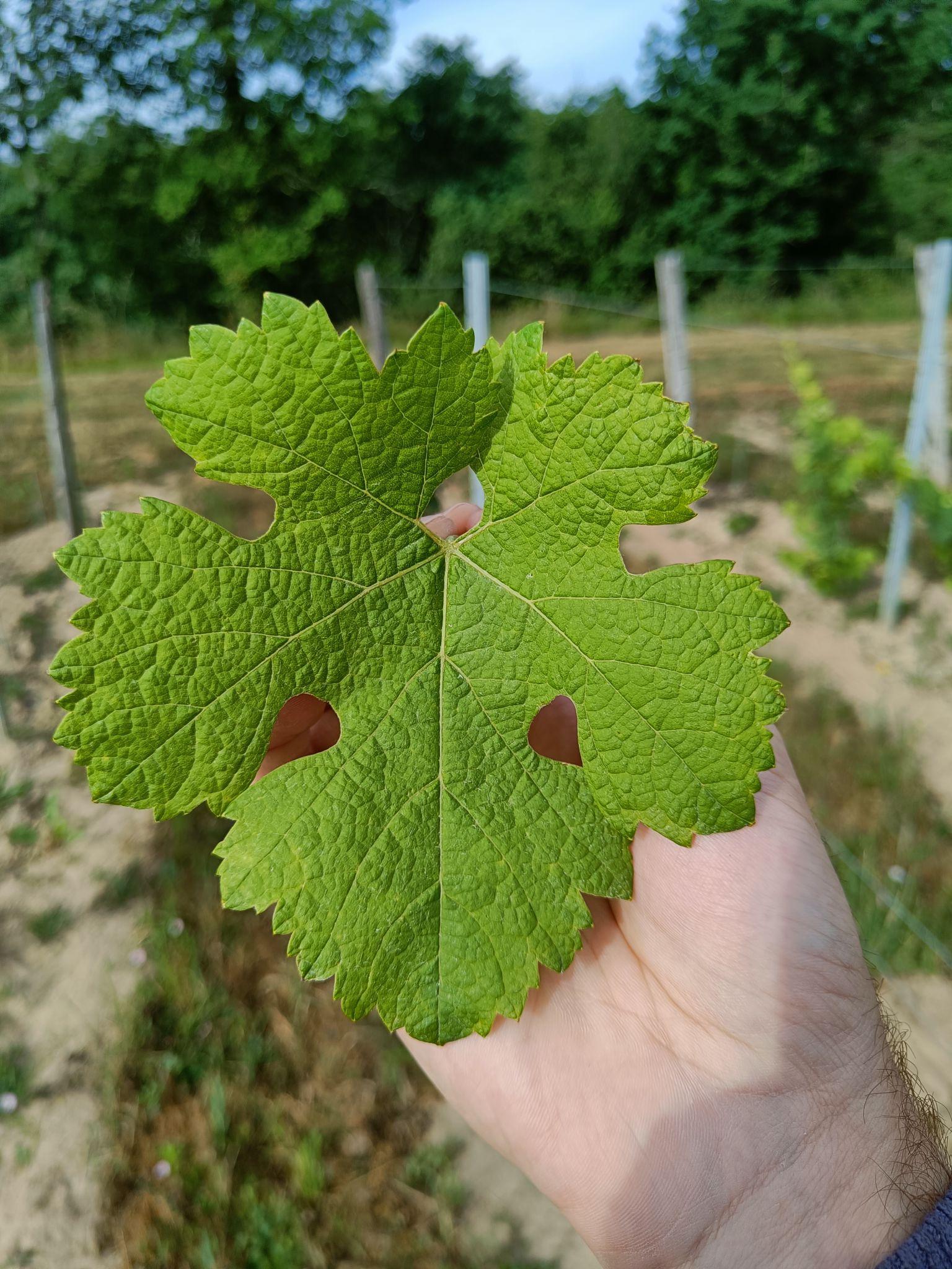 Feuille du cépage Penouille