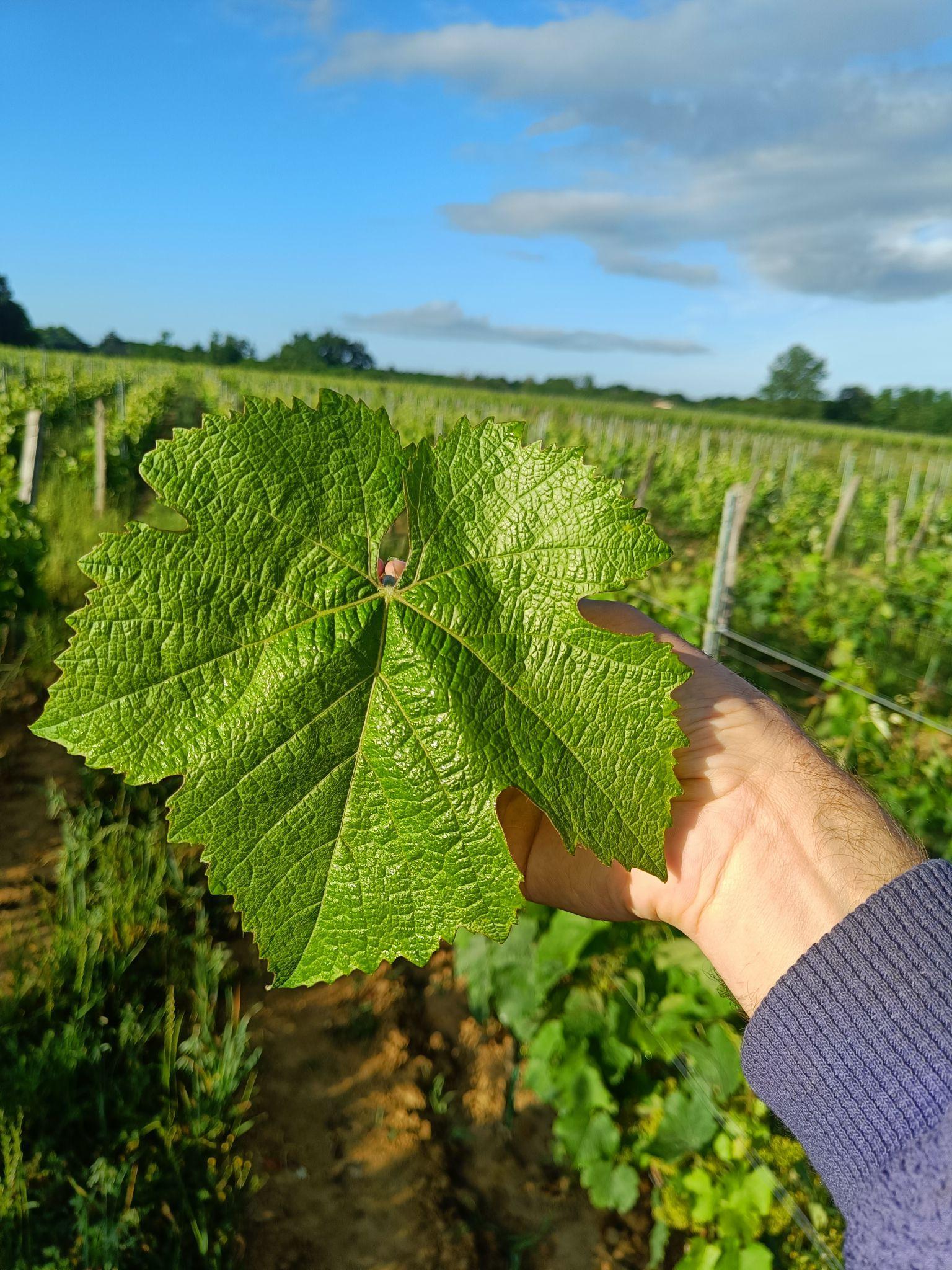 Feuille du cépage Jurançon noir