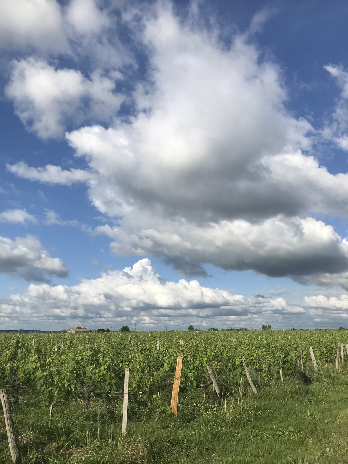 Rangs de vignes