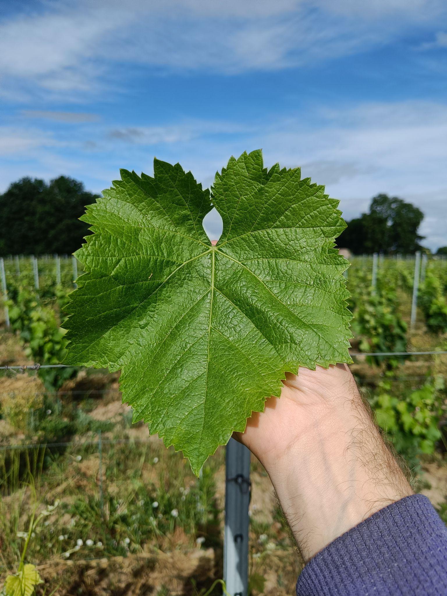 Feuille du cépage Bouchalès