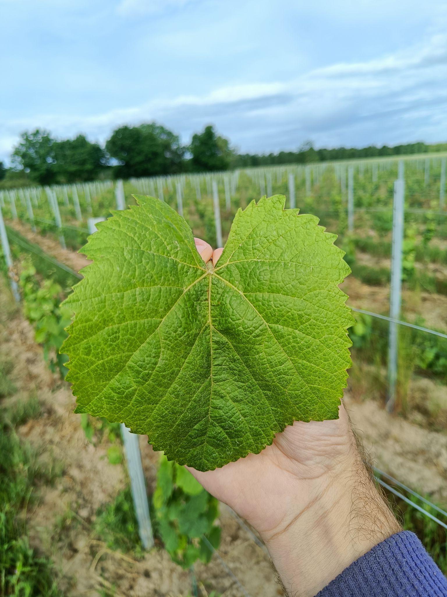 Feuille du cépage Malbec