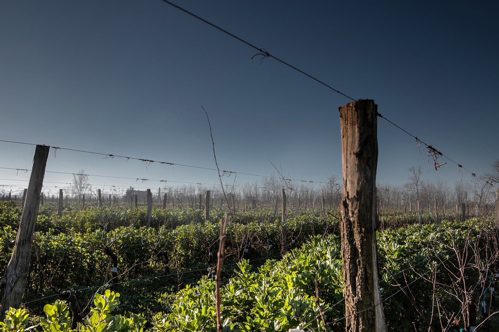 Le vignoble © antoninbonnet.com (2)