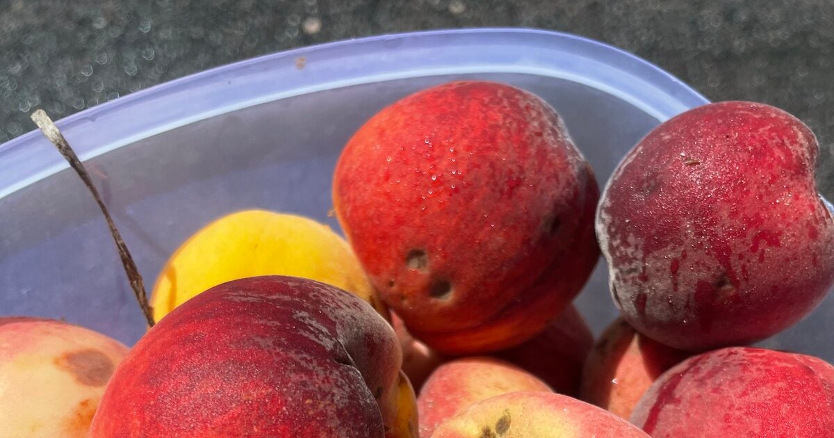 Alain Breuille, a life dedicated to peach trees