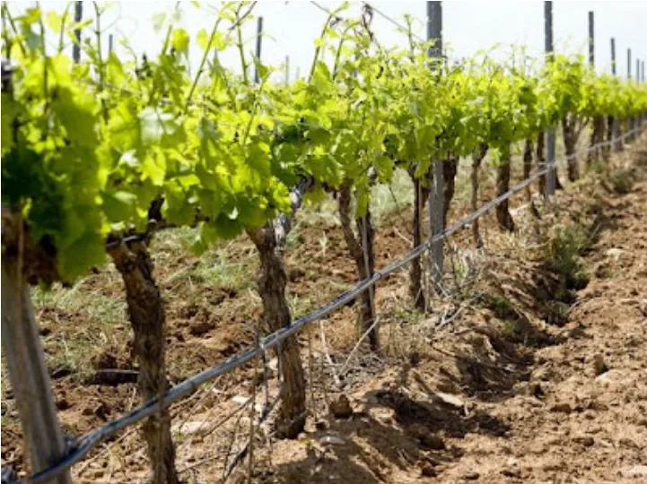 Irriguer la vigne à Bordeaux : une nécessité face aux défis climatiques ?