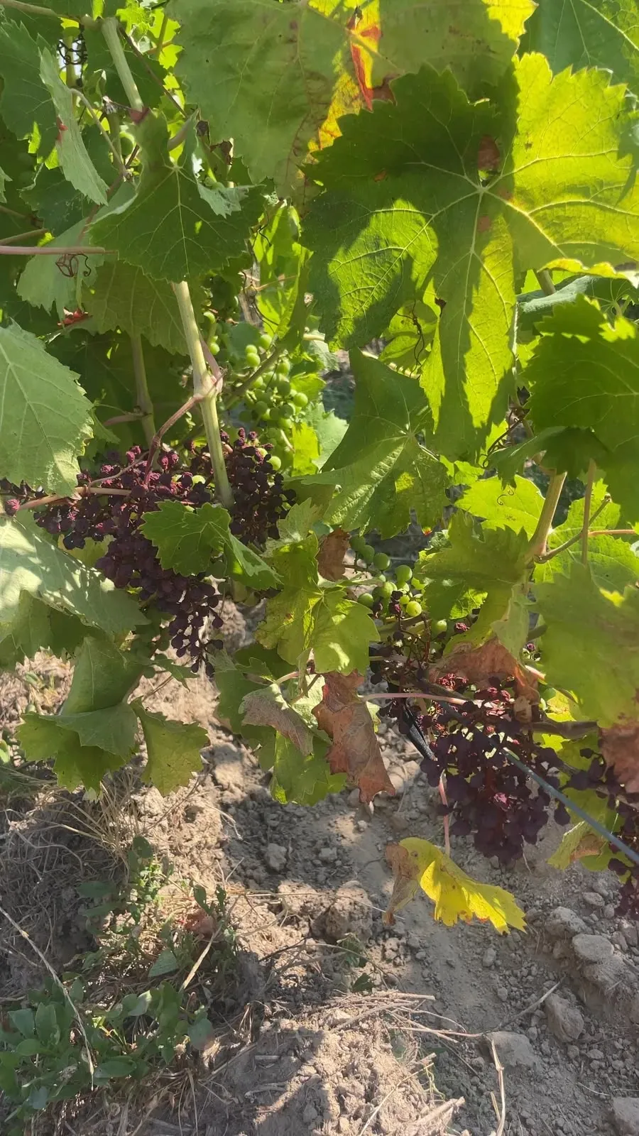 Le réchauffement climatique dans les vignes