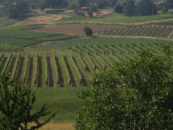 Château Trejaut - Côtes de Bordeaux-Saint-Macaire