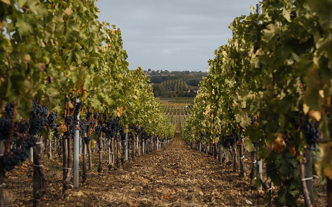 Terroir - Château Badette