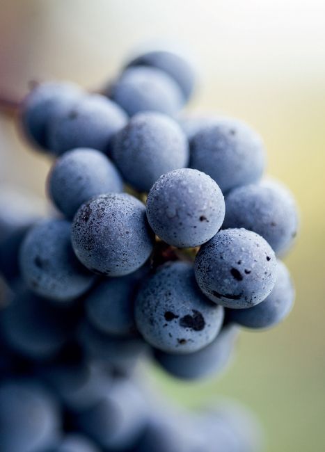 Parourir le terroir