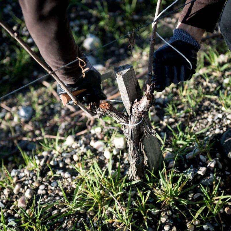 Les sols à ceps du vignoble Camensac