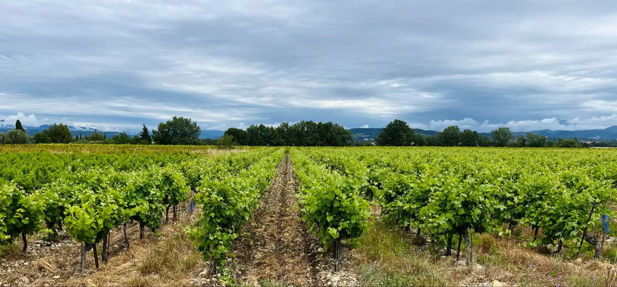 Vente de vin à Puisseguin – Saint-Émilion : Château de Roques, domaine viticole et lieu de réception.