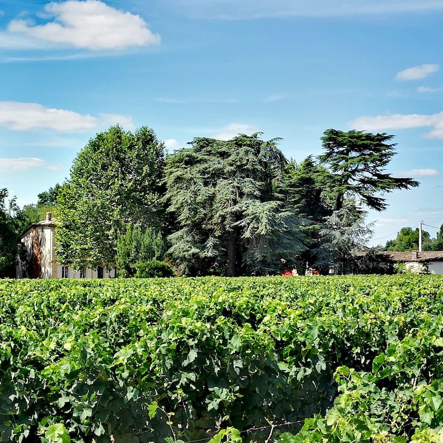 Château Cantelaube — photo 11