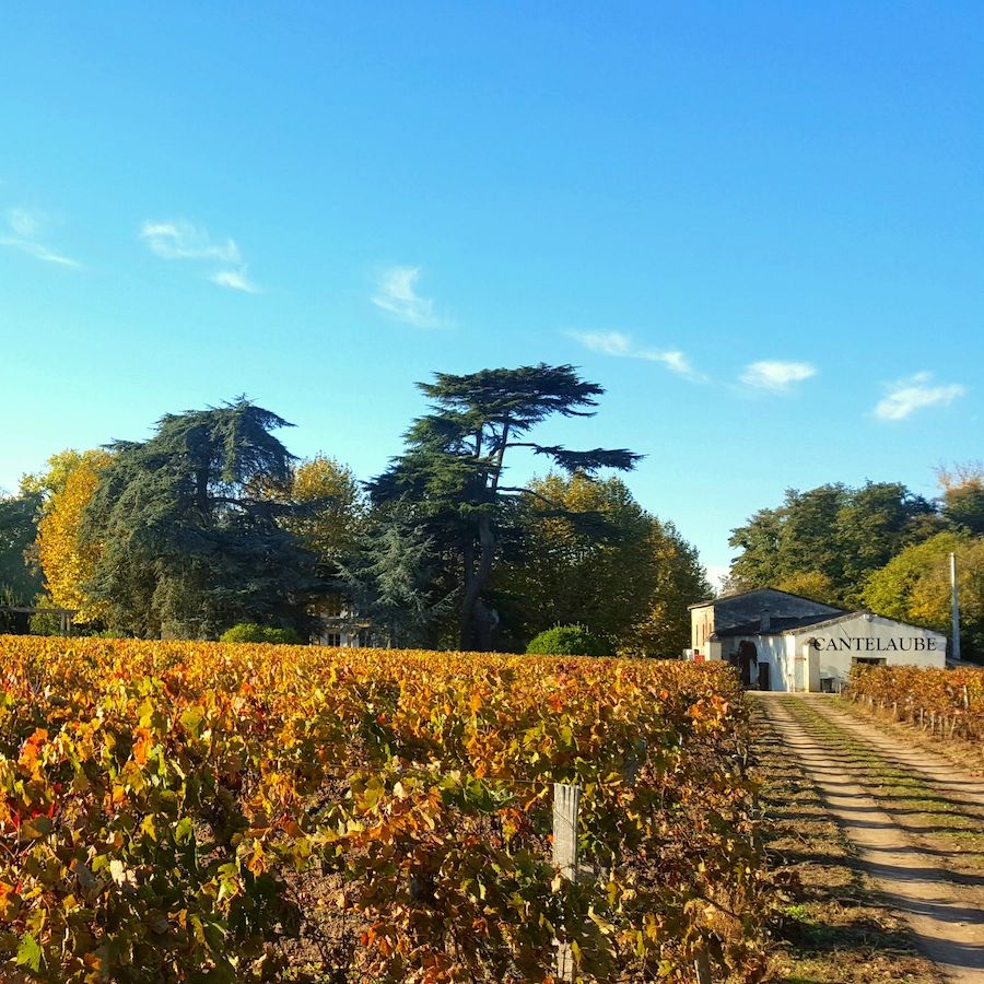 Château Cantelaube — photo 2