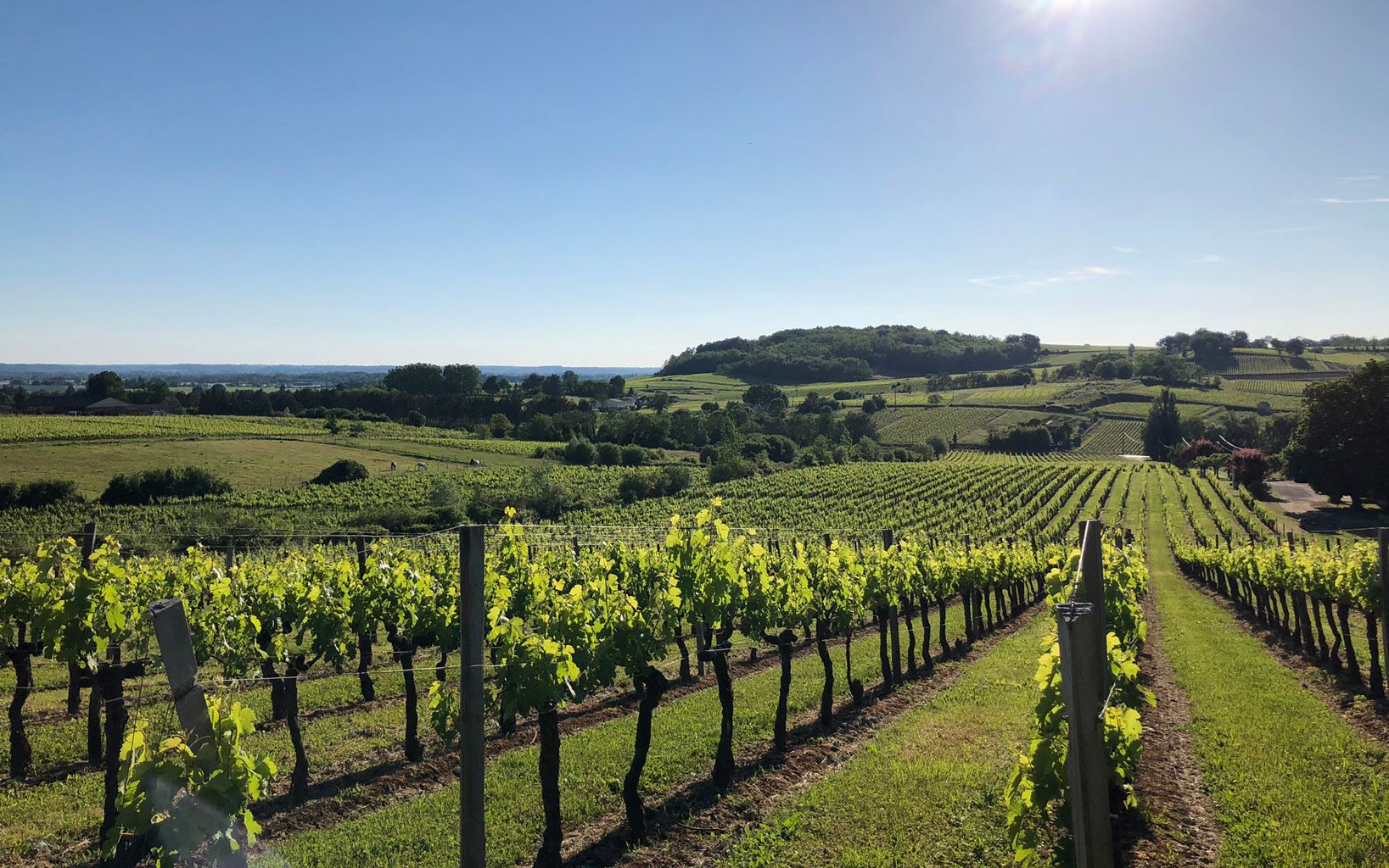 vignobles chateau blanzac castillon cotes de bordeaux