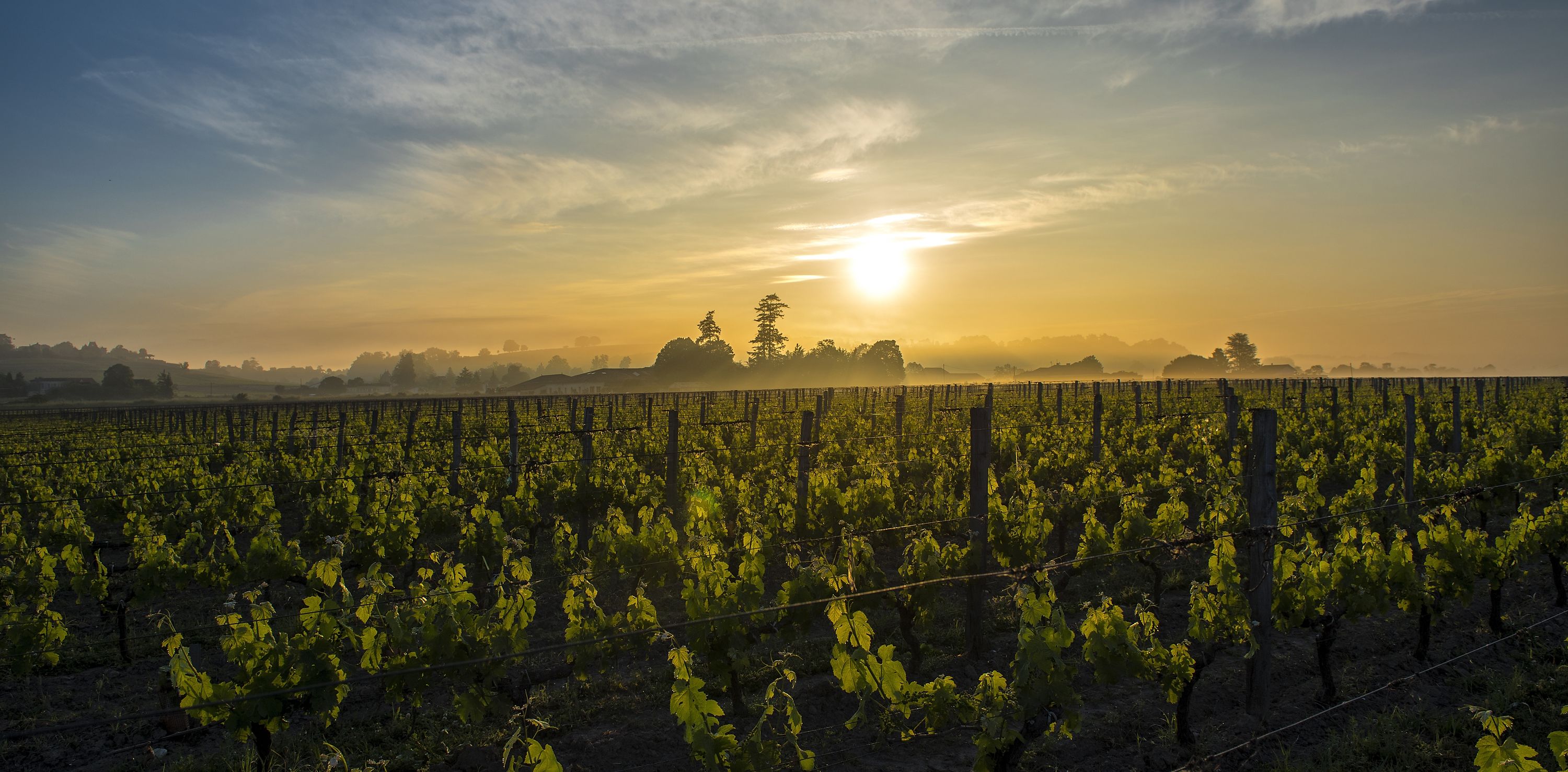 Château Canon la Gaffelière - Saint-Émilion Grand Cru