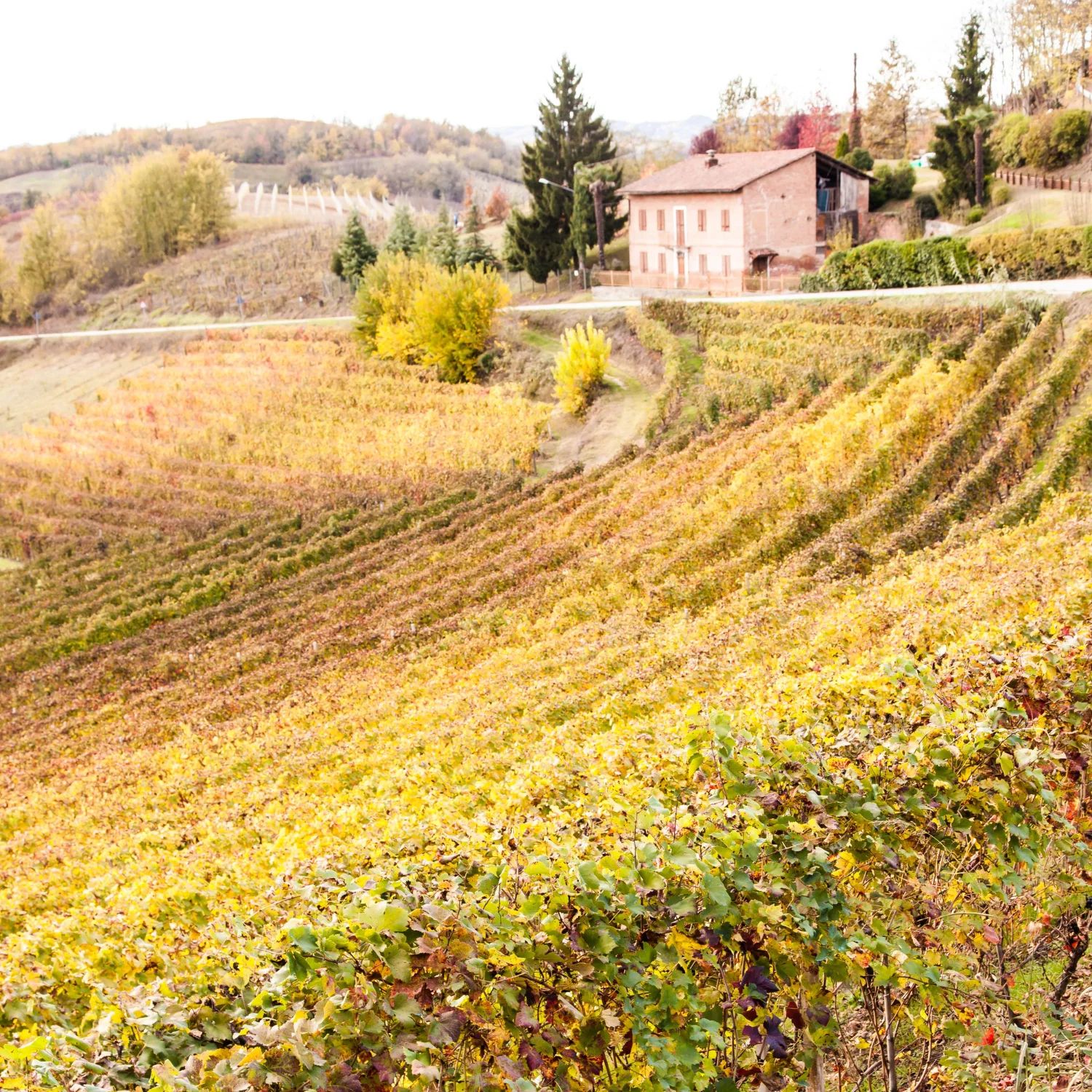 Visite d'un domaine viticole