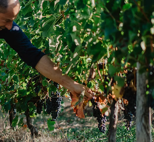 Vignes du château La Tessonnière
