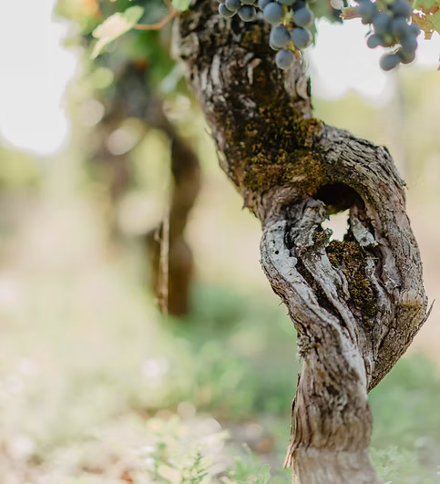 Pied de vigne du château La Tessonnière