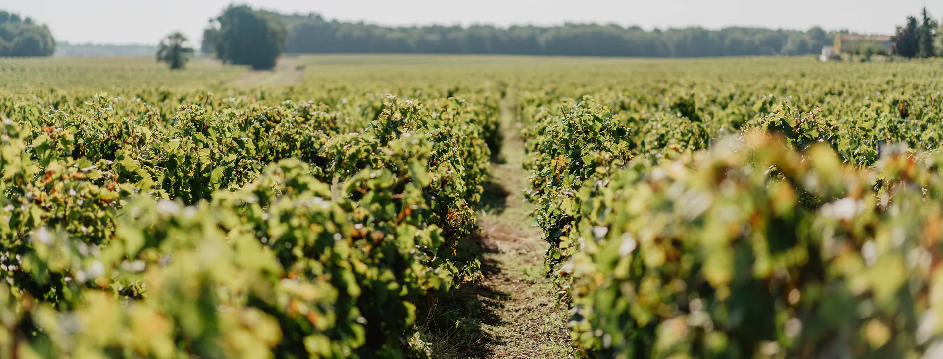 Vignes du château La Tessonnière