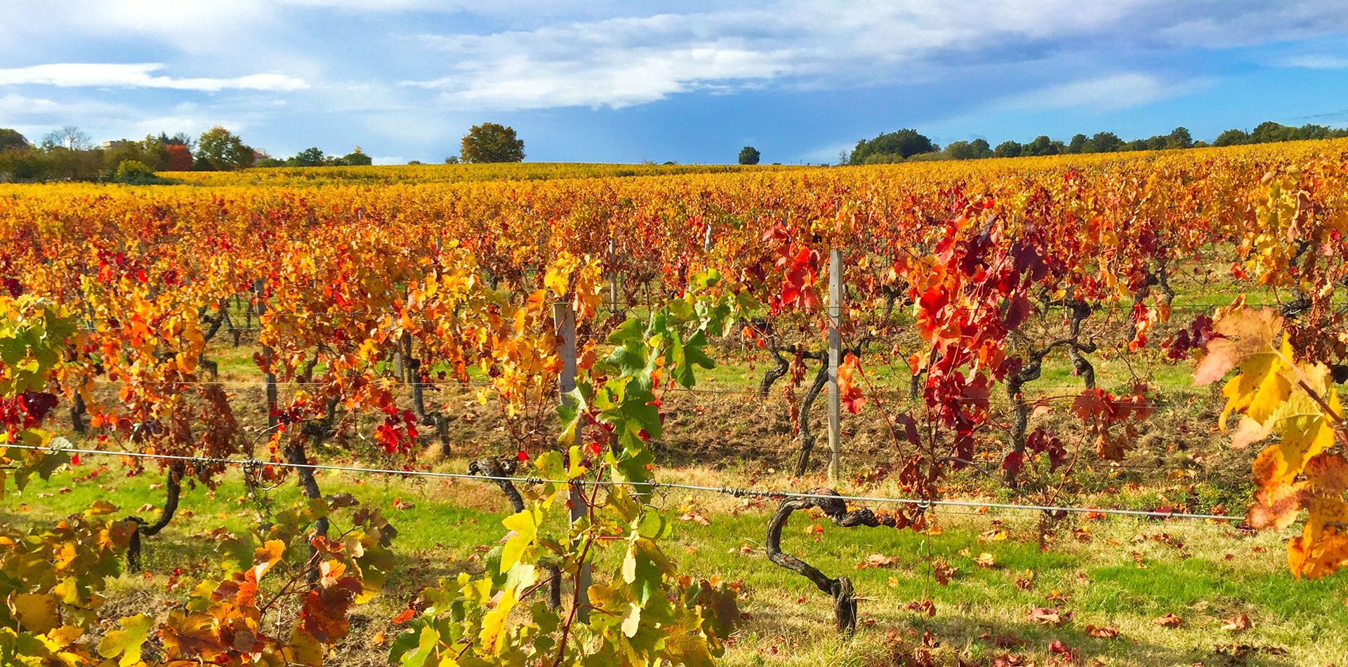 Château Lecourt Caillet - Bordeaux Supérieur