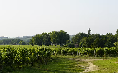 Visite dans les vignes du vignoble Château Marrin à Saint Emilion en appellation Grand Cru