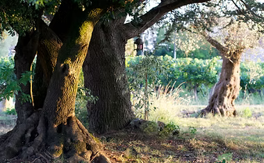 Jardin du domaine Château Marrin à Saint Emilion