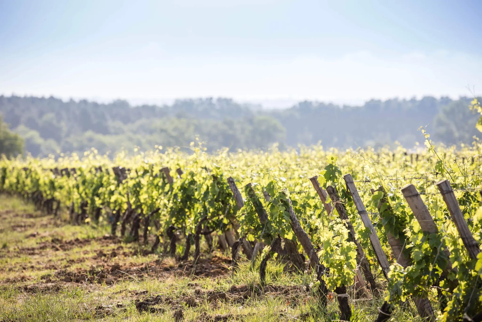 Château Grand Barrail Lamarzelle Figeac - Saint-Émilion Grand Cru