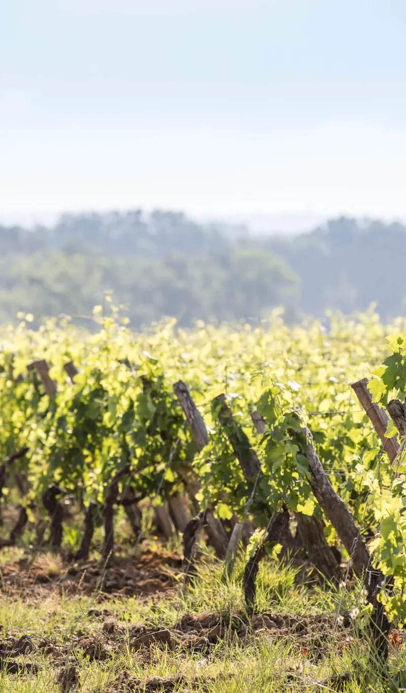 Château Grand Barrail Lamarzelle Figeac - Saint-Émilion Grand Cru