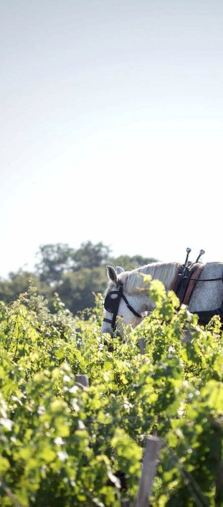 Château Pontet-Canet — photo 7