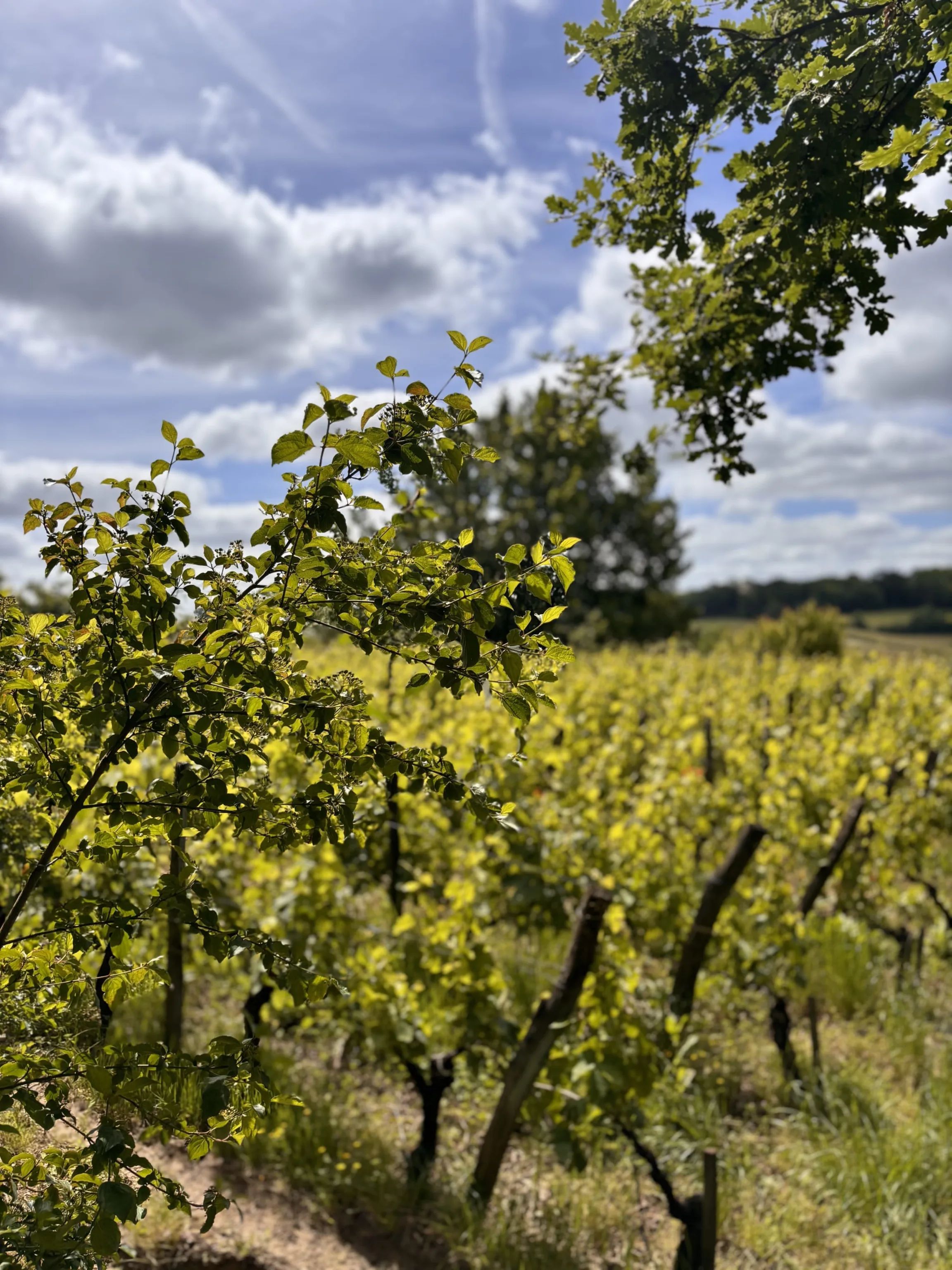 Château Haut-Clarise - Vin de France