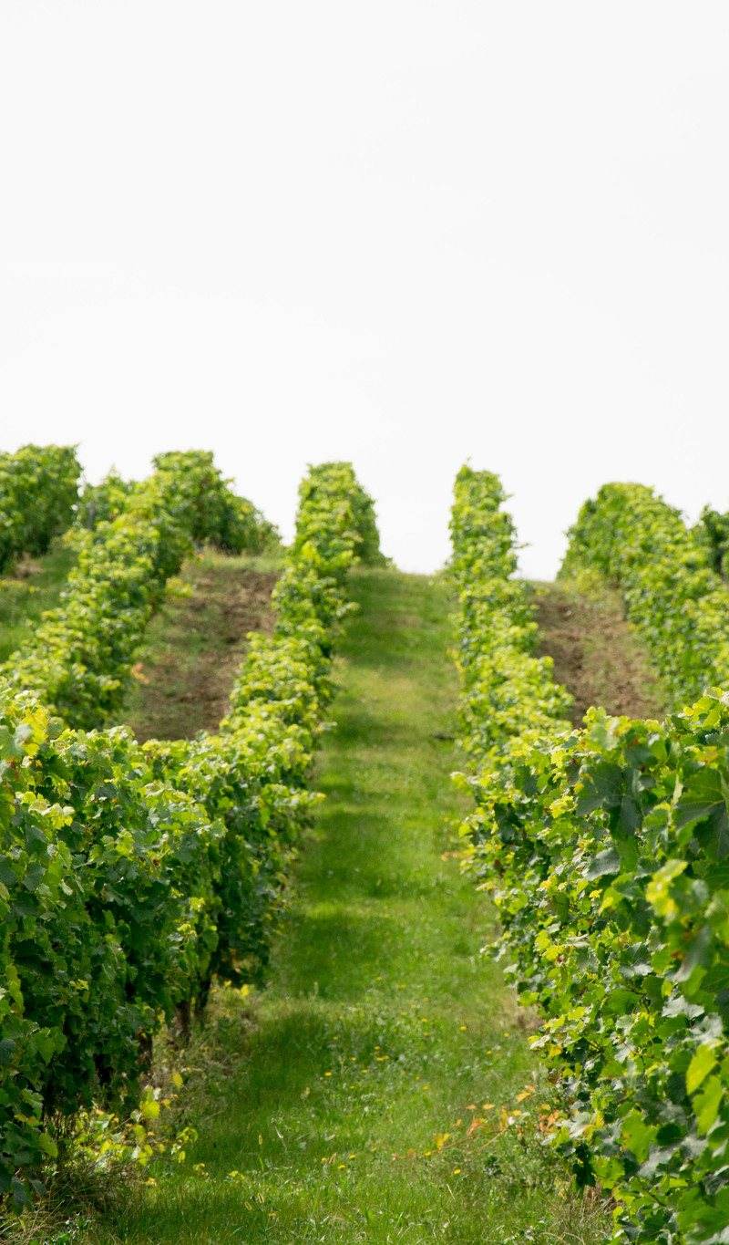 Vignoble Coteau Chateau les Mangons