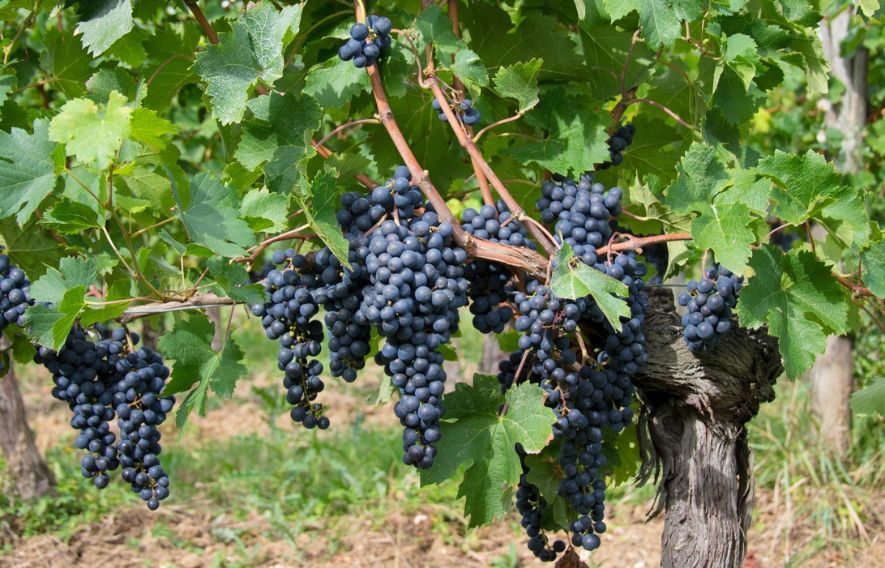 Raisin vignoble Chateau les Mangons